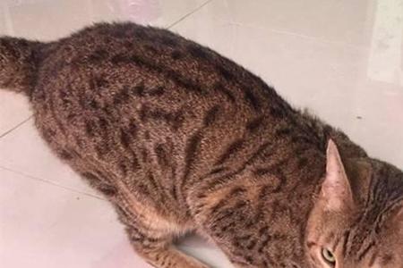 母豹猫和公豹猫的差异