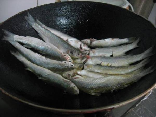 菜籽饼能做鲻鱼窝料吗