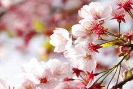 樱花开放的季节是几月