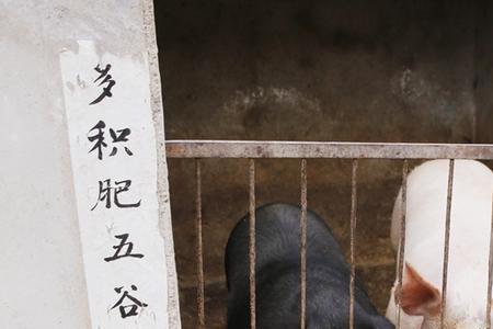 六畜不兴旺怎么办