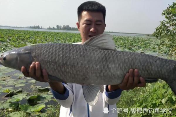 青鱼密度低怎么诱鱼