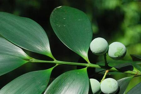 竹柏如果一月份开花