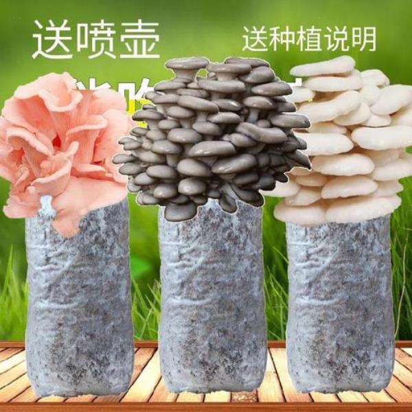 蘑菇包种植方法