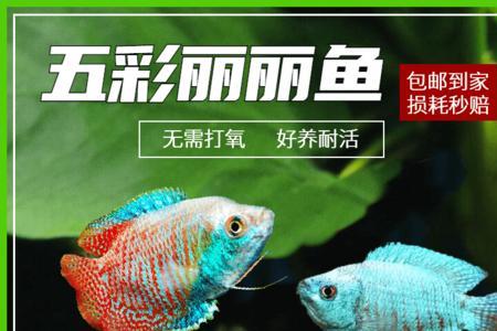 曼龙鱼幼苗吃什么