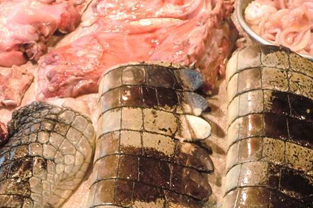 20斤的鳄鱼能有多少肉