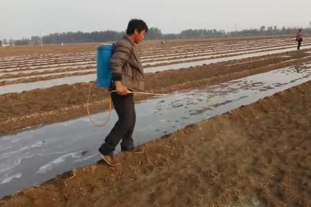 秋季大蒜喷施水溶肥最佳温度
