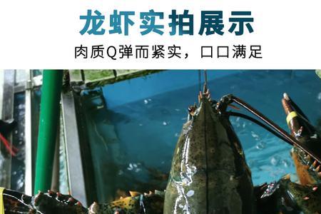 活澳洲龙虾怎么保存