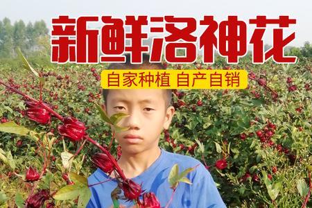玫瑰茄种植的最低温度是多少