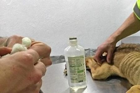 一个人多久可以饿成皮包骨