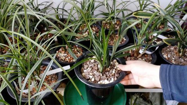 兰花包水苔能放多久