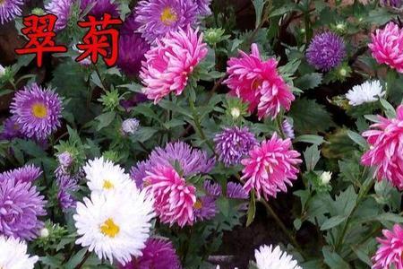 网上买的菊花种子靠谱吗