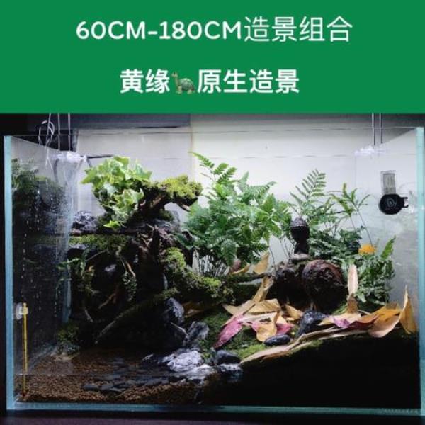 安缘龟缸种些什么植物