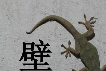 小壁虎和小蛇的尾巴能干什么