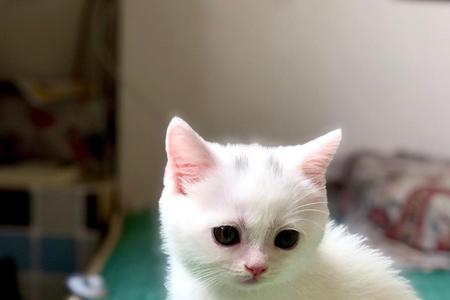 两个月的猫能看多远