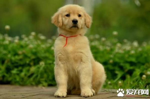 如何辨别金毛幼犬的月份