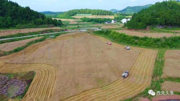 农村500亩地年产量多少