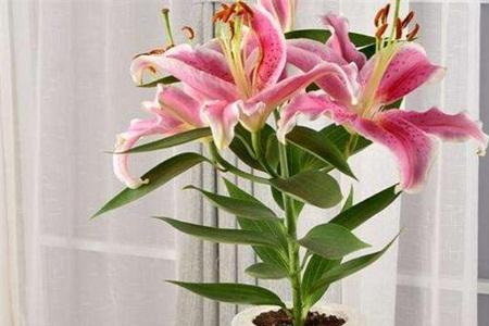 百合一年开几次花
