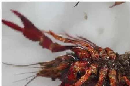 鳌虾深水养还是浅水养