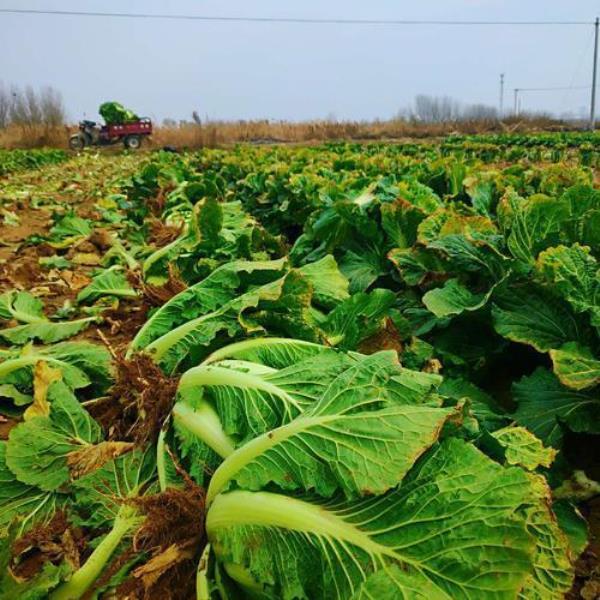 夏季种白菜能盖地膜吗