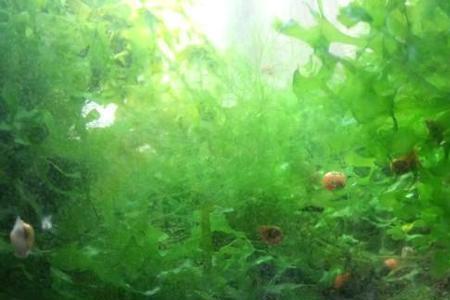 苹果螺不换水换容易死吗
