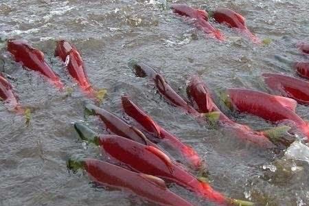 鱼类产卵为什么要逆流而上