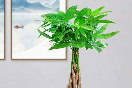 小发财树的寿命