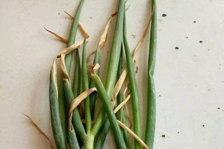 大葱皮芽子怎么用