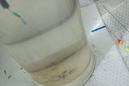 玉米钓鱼顶漂不中鱼怎么回事