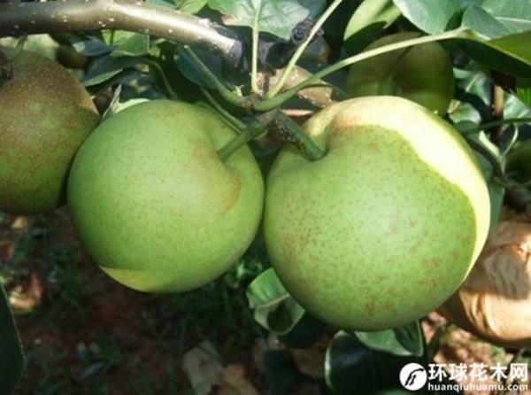 梨花斑果是什么