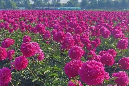 红峰芍药喜阳吗