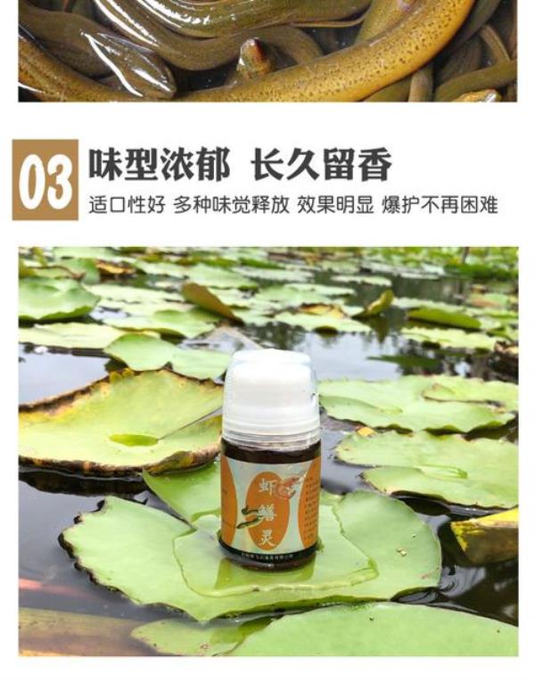 最强效的诱鳝配方