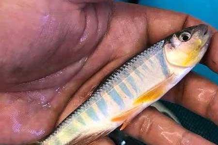 溪流钓马口鱼最佳方法