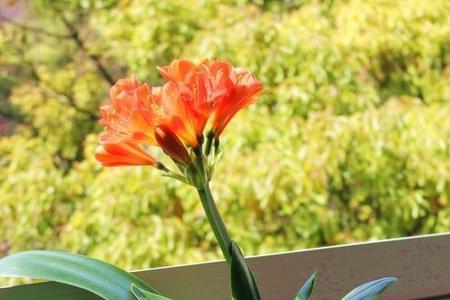 君子兰在夏天网购好不好养