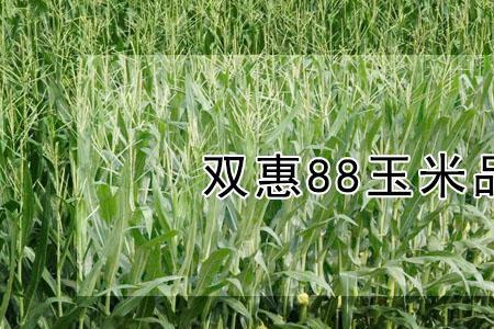 龙玉7玉米品种介绍