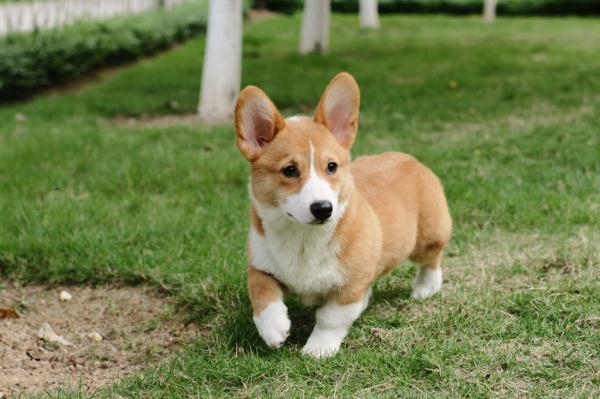 柯基犬智商排名