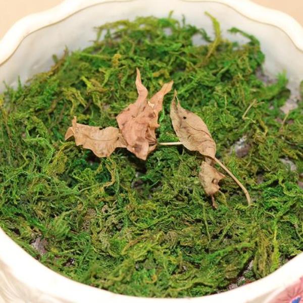 水苔上可以种苔藓吗