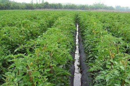 广西露天西红柿种植时间和方法