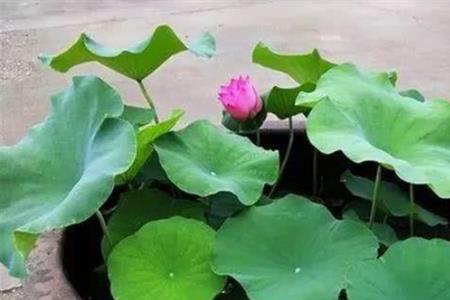 水缸里一年四季的植物
