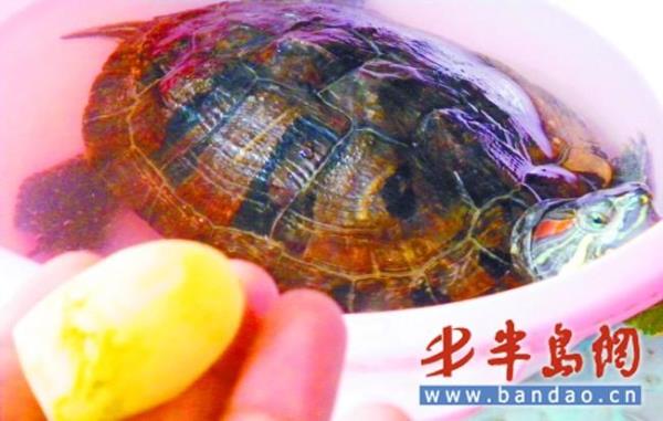 乌龟蛋大小一样吗