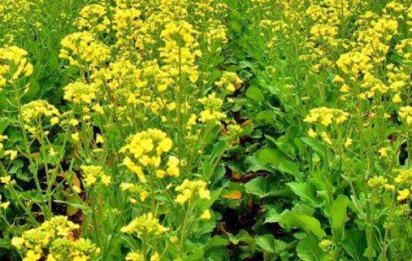 空地打草甘膦能种油菜吗