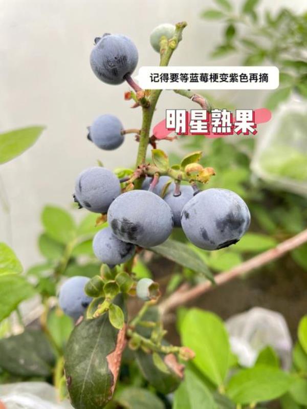 蓝莓一号和薄雾哪个好