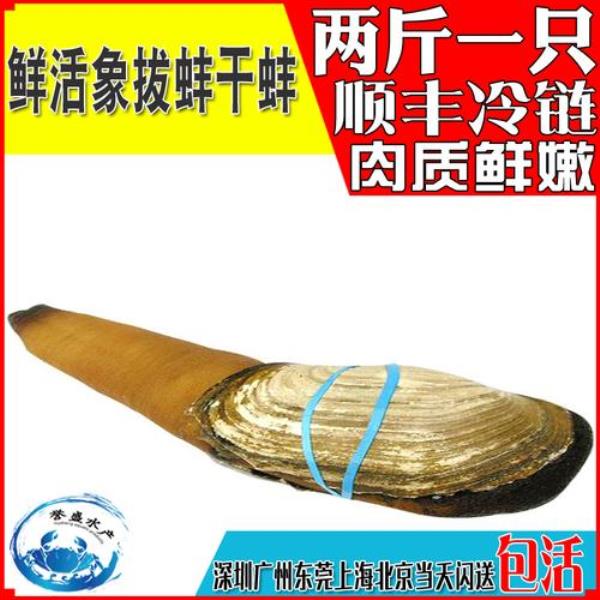 加州蚌产地哪里