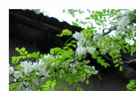 清明槐花诗句