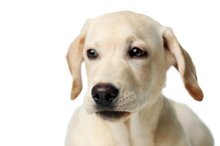 如何训练拉布拉多犬定点大小便