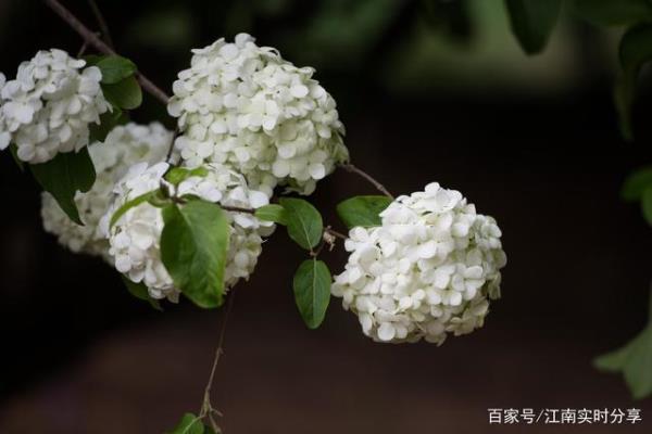 赞美绿绣球的诗词