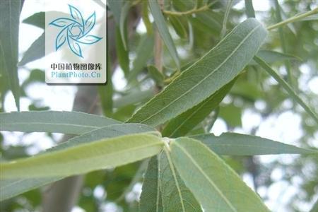 旱柳是什么类的植物