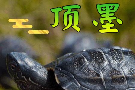 墨字指什么动物