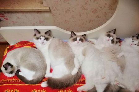 布偶猫什么时候绝育好