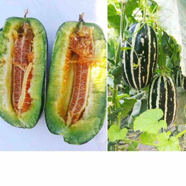 花蕾甜瓜和博洋9号甜瓜哪个好吃