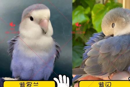 彩虹牡丹鹦鹉是头类还是面类